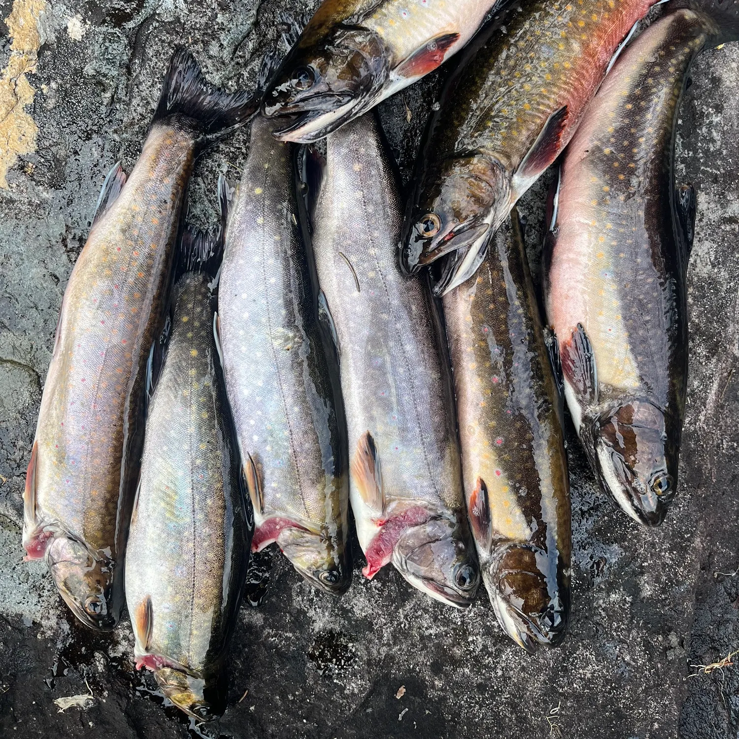 recently logged catches