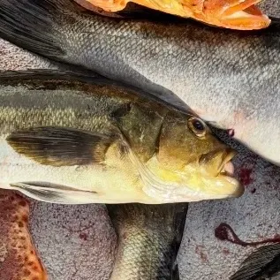 Kelp bass caught on Fishbrain