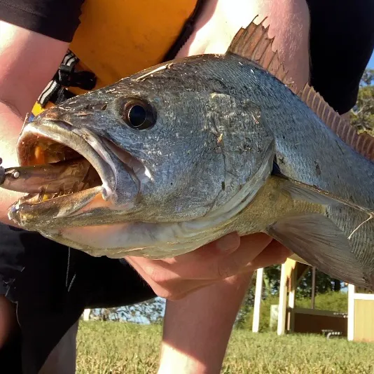 Japanese meagre caught on Fishbrain