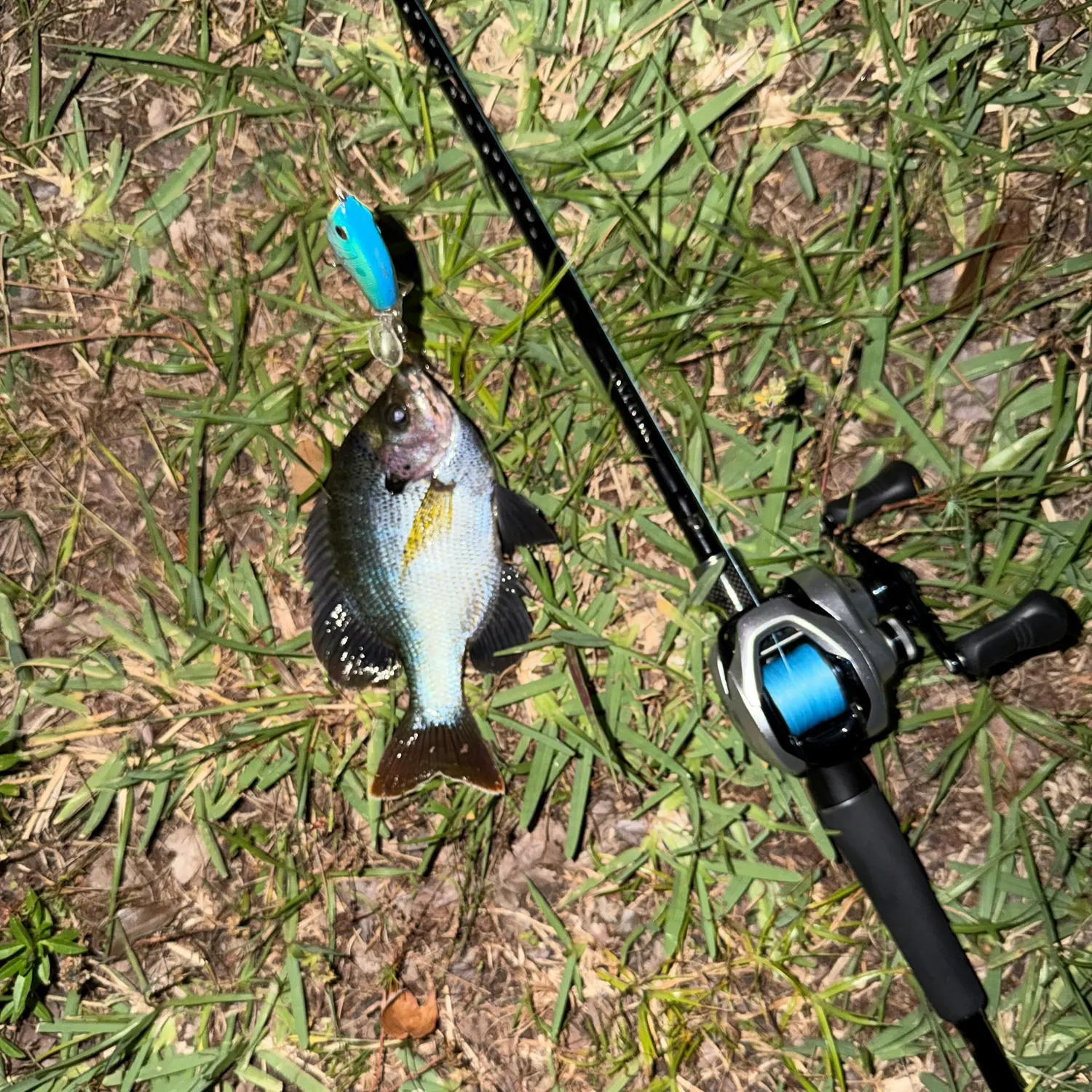 The most recent Coppernose bluegill catches on Fishbrain