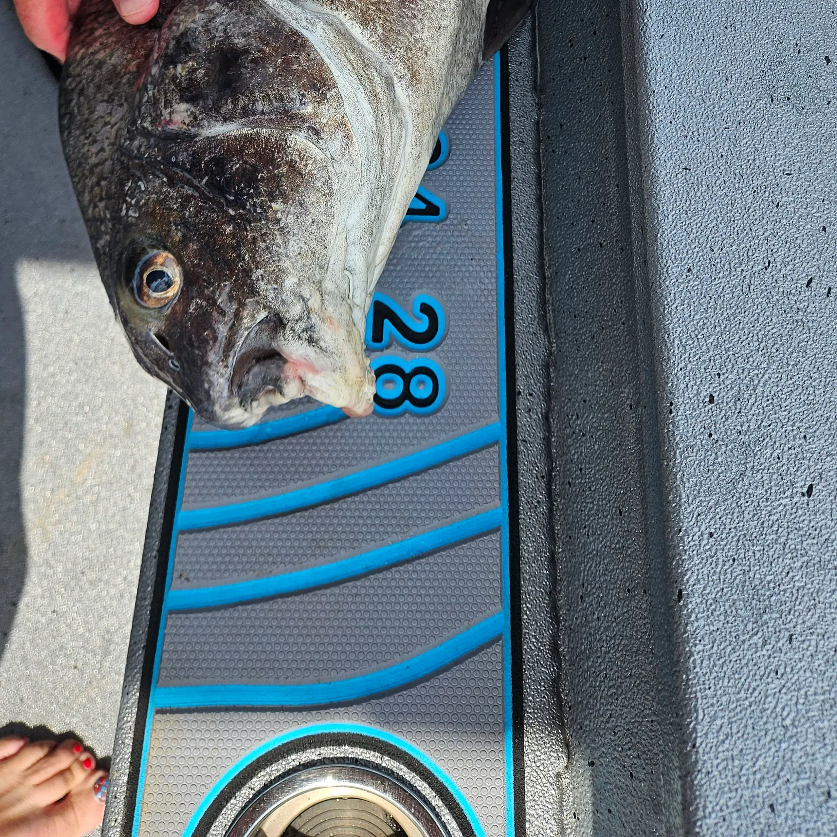 Black drum caught on Fishbrain
