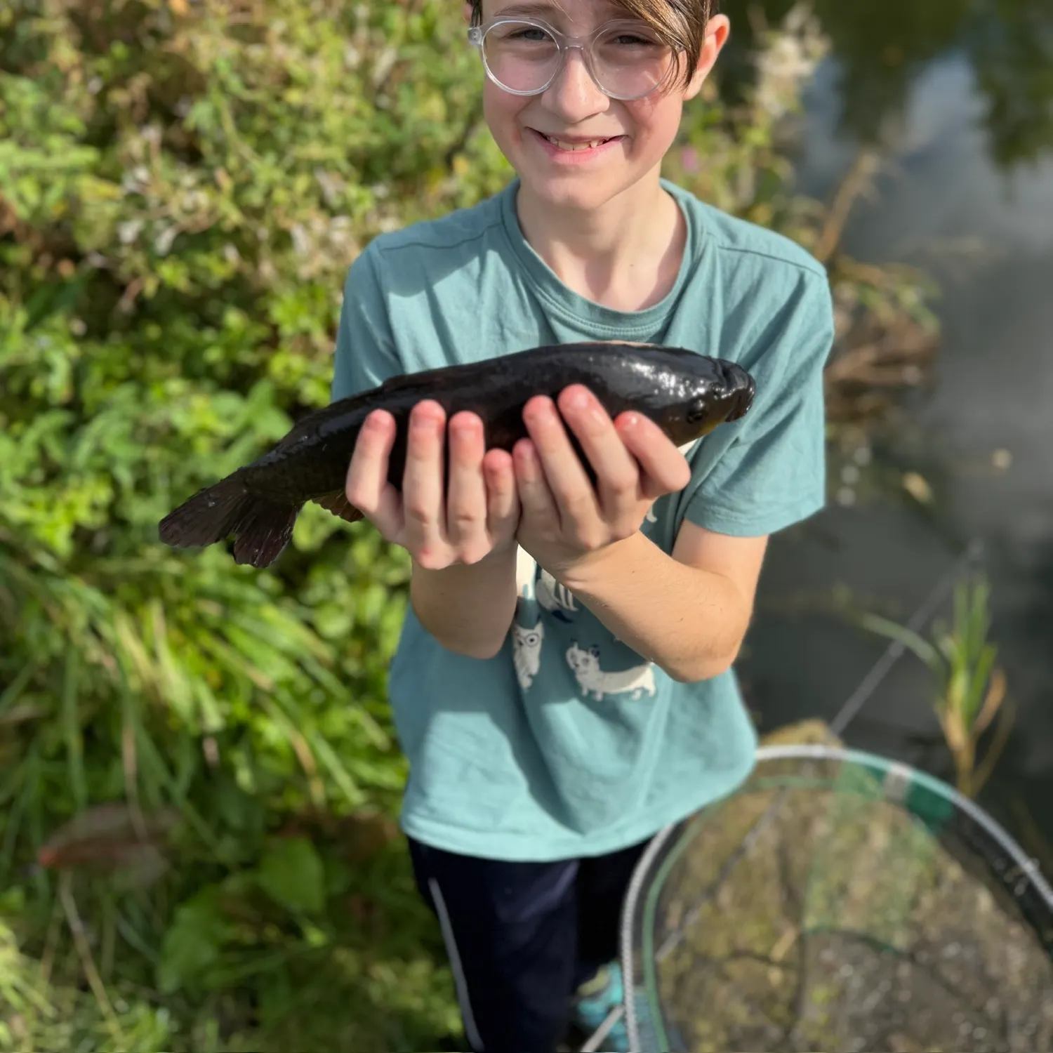 Common carp caught on Fishbrain