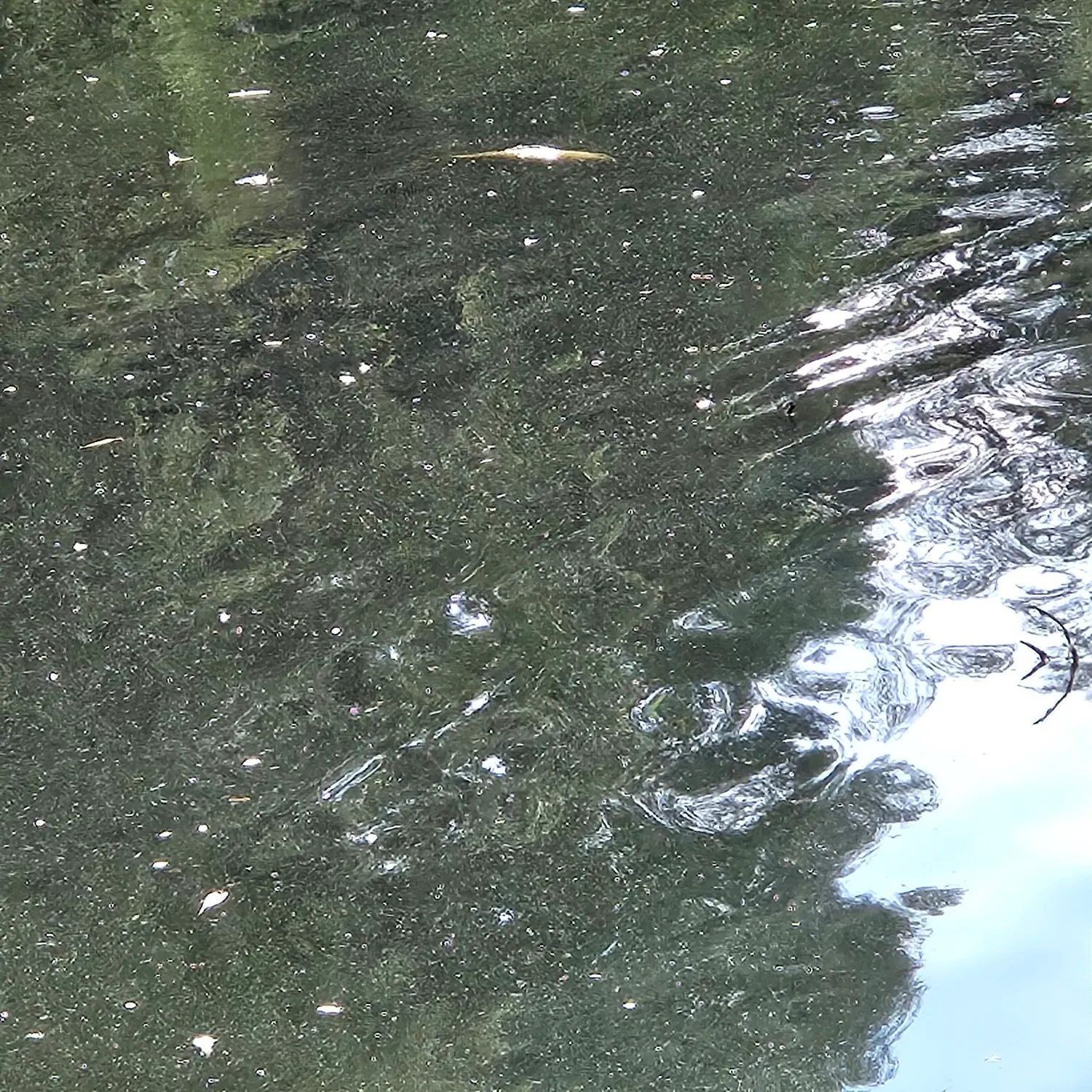 The most recent Ghost carp catches on Fishbrain