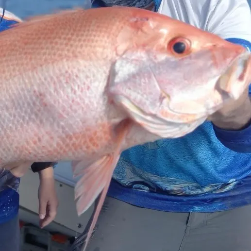 The most recent Malabar blood snapper catches on Fishbrain