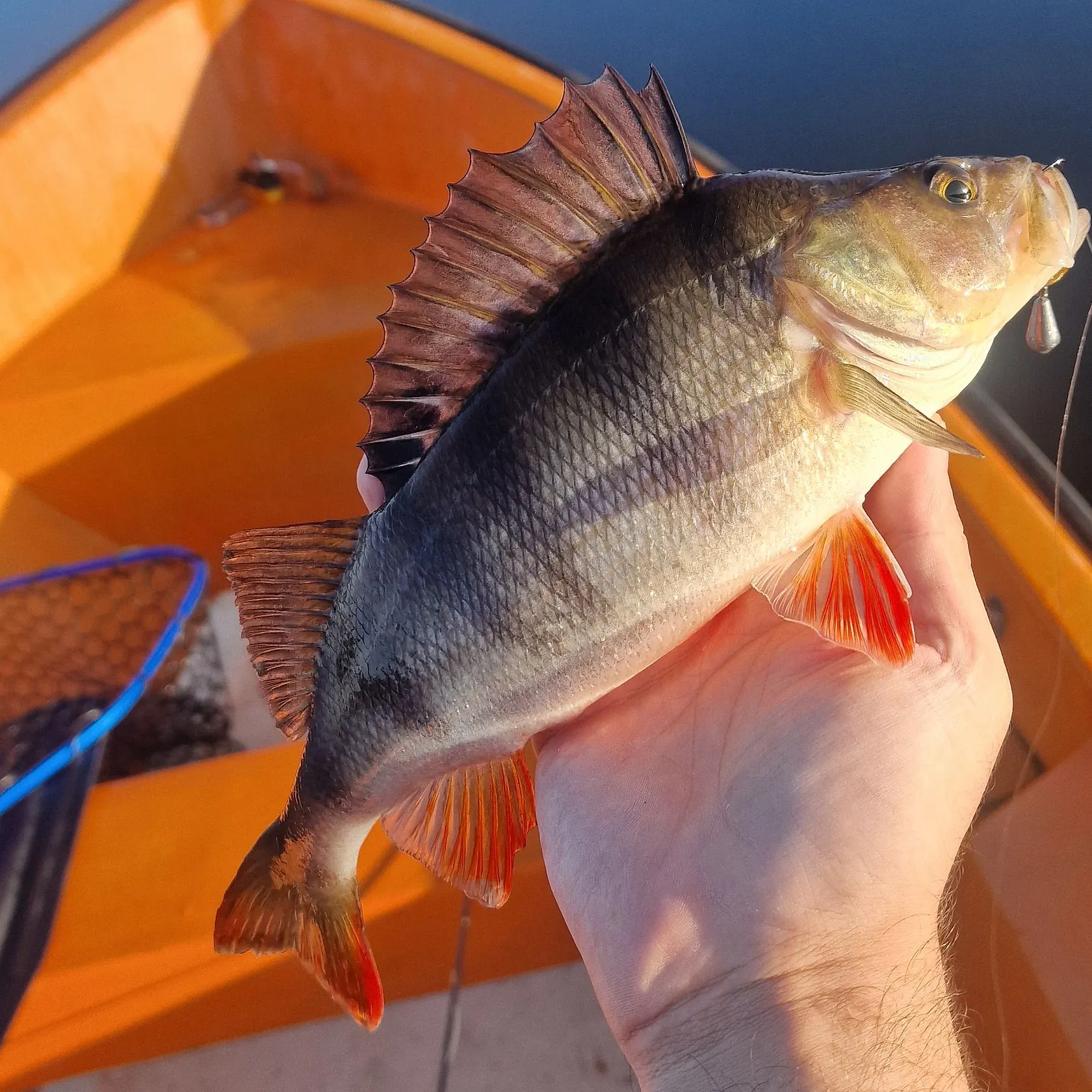 European perch caught on Fishbrain