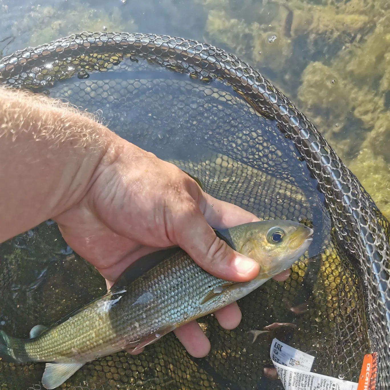 European grayling caught on Fishbrain