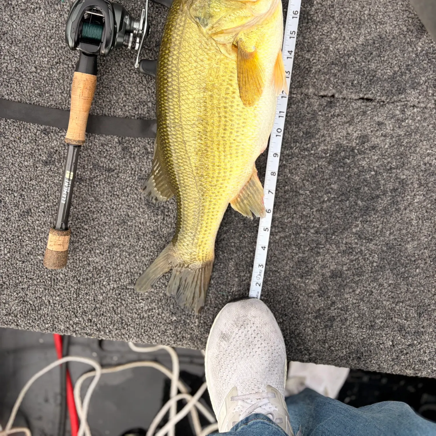 Largemouth bass caught on Fishbrain