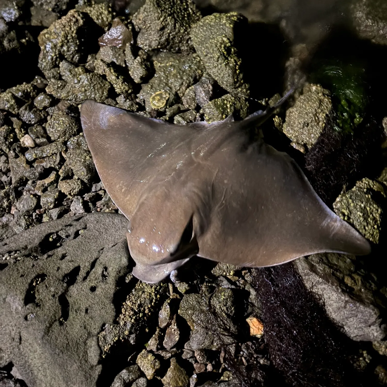 Bat eagle ray caught on Fishbrain