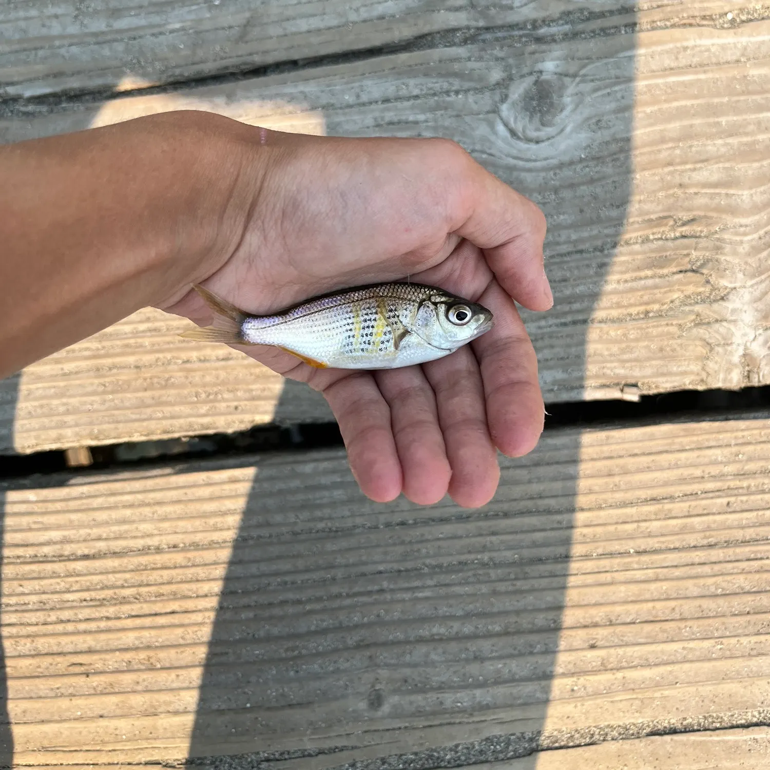 Shiner perch caught on Fishbrain