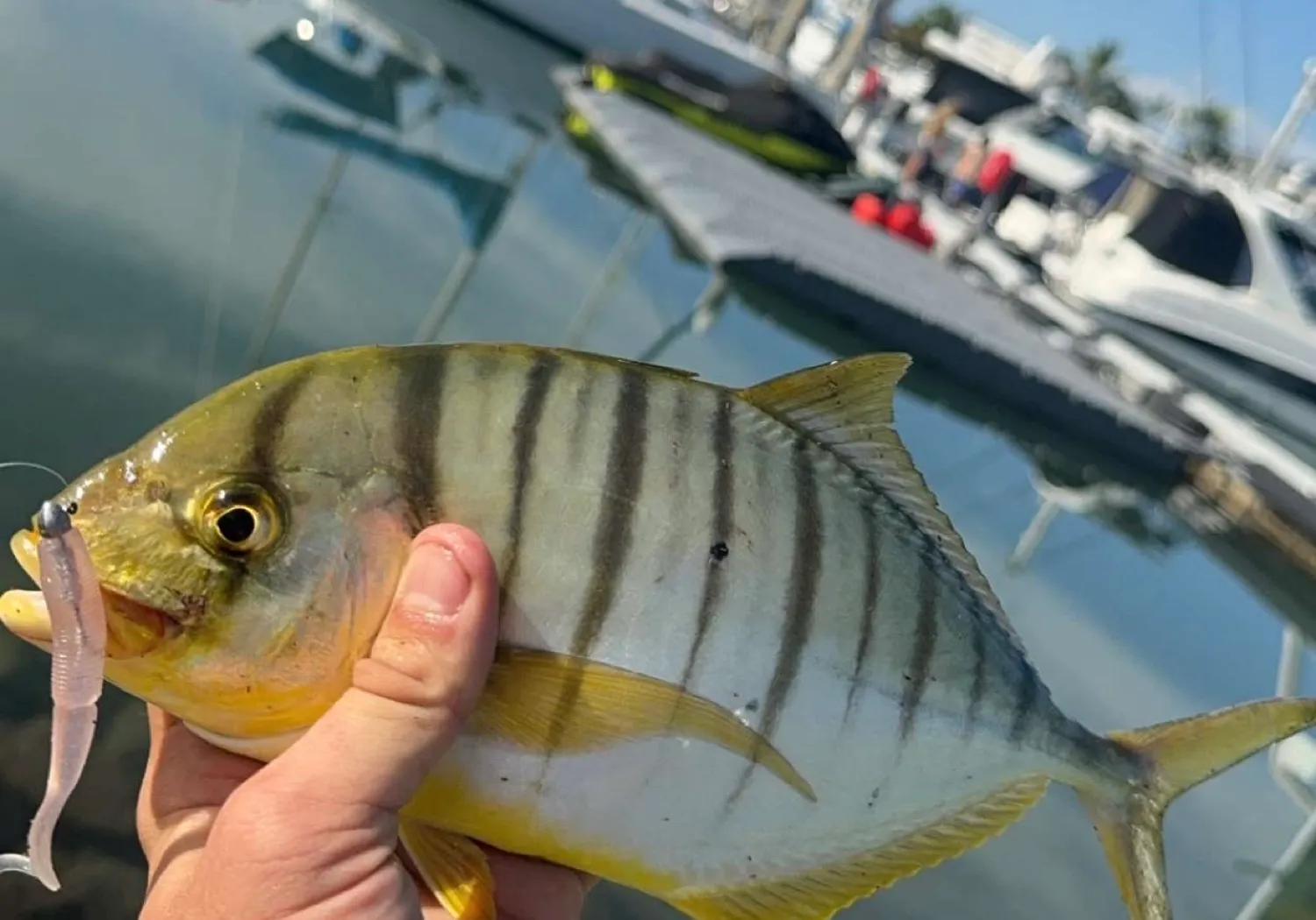 Golden trevally