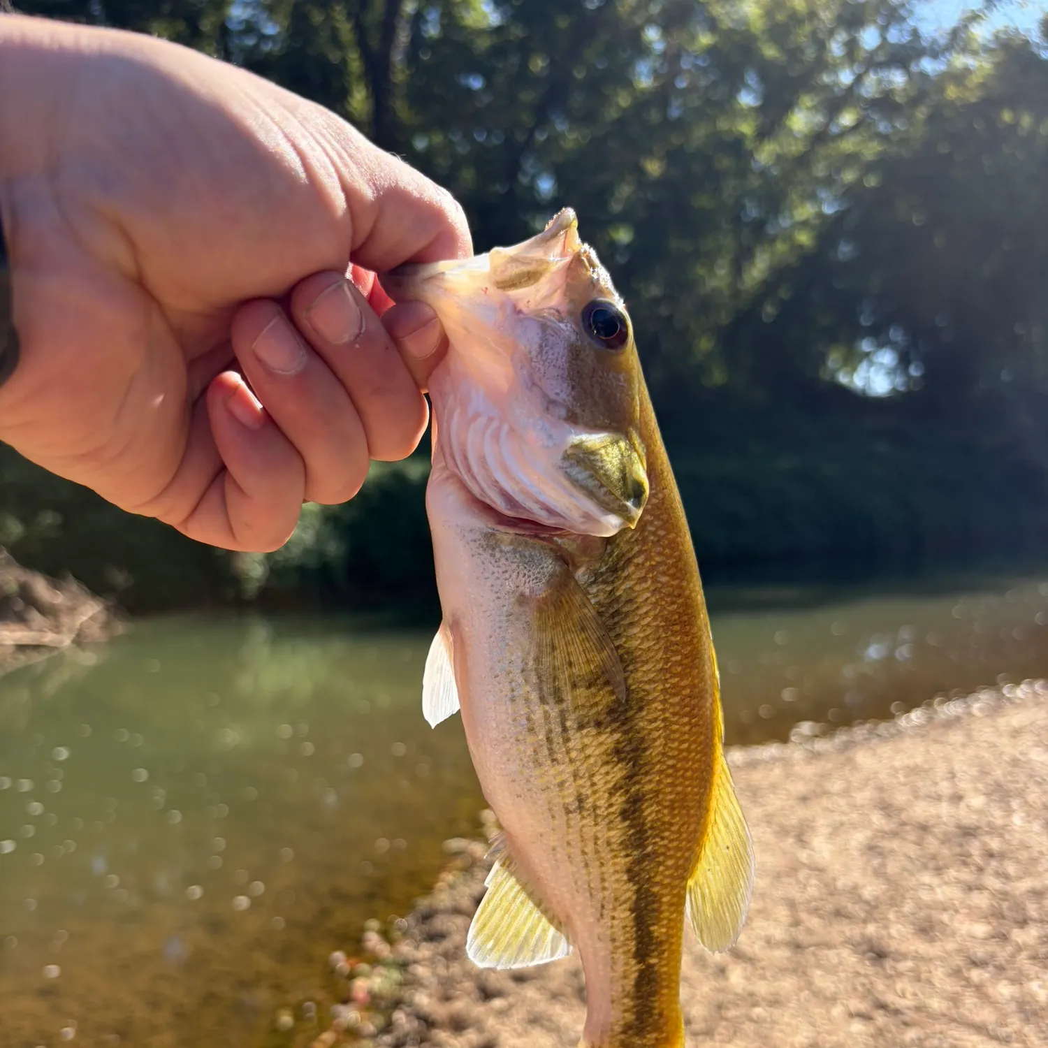Spotted bass caught on Fishbrain