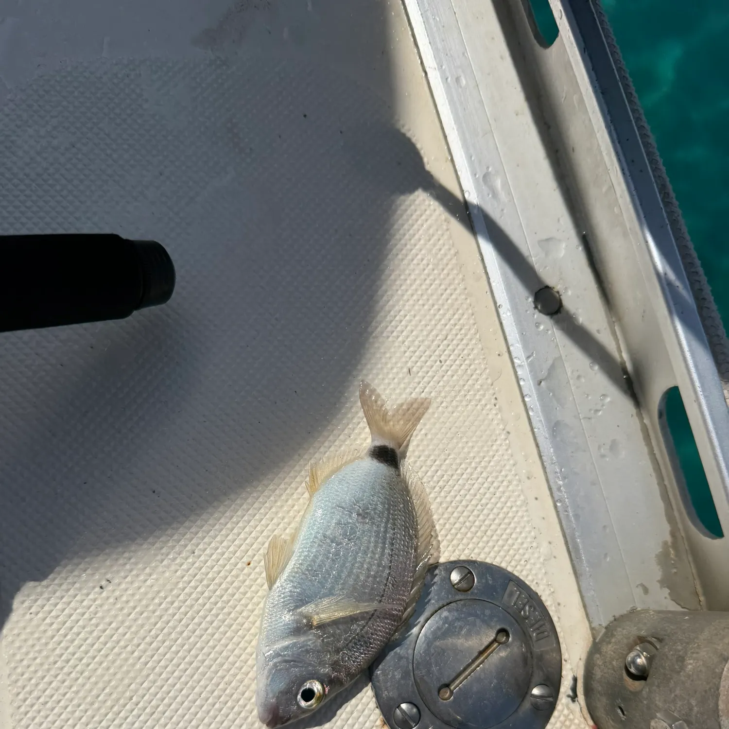 The most recent Saddled seabream catches on Fishbrain