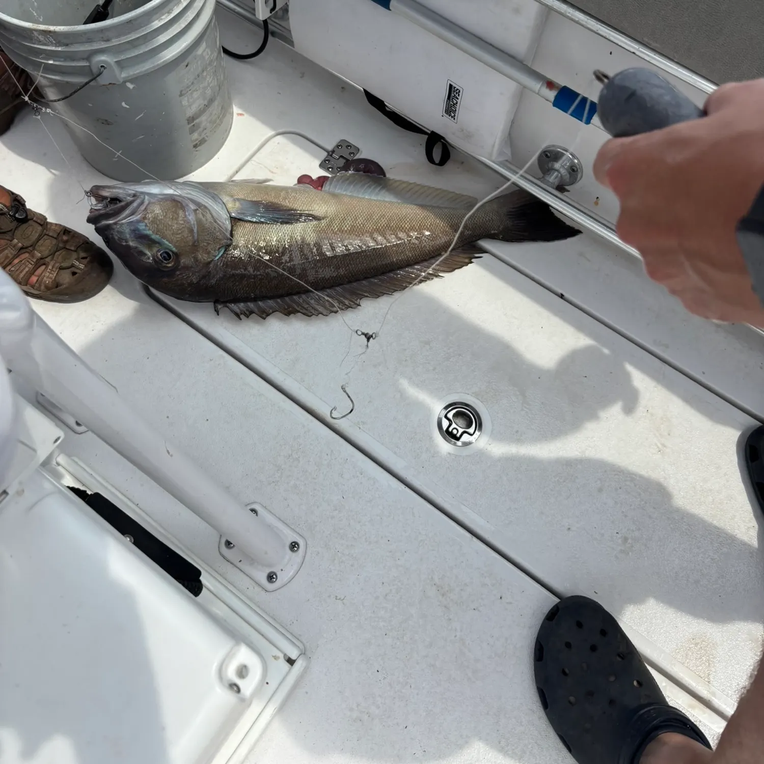 The most recent Grey tilefish catches on Fishbrain