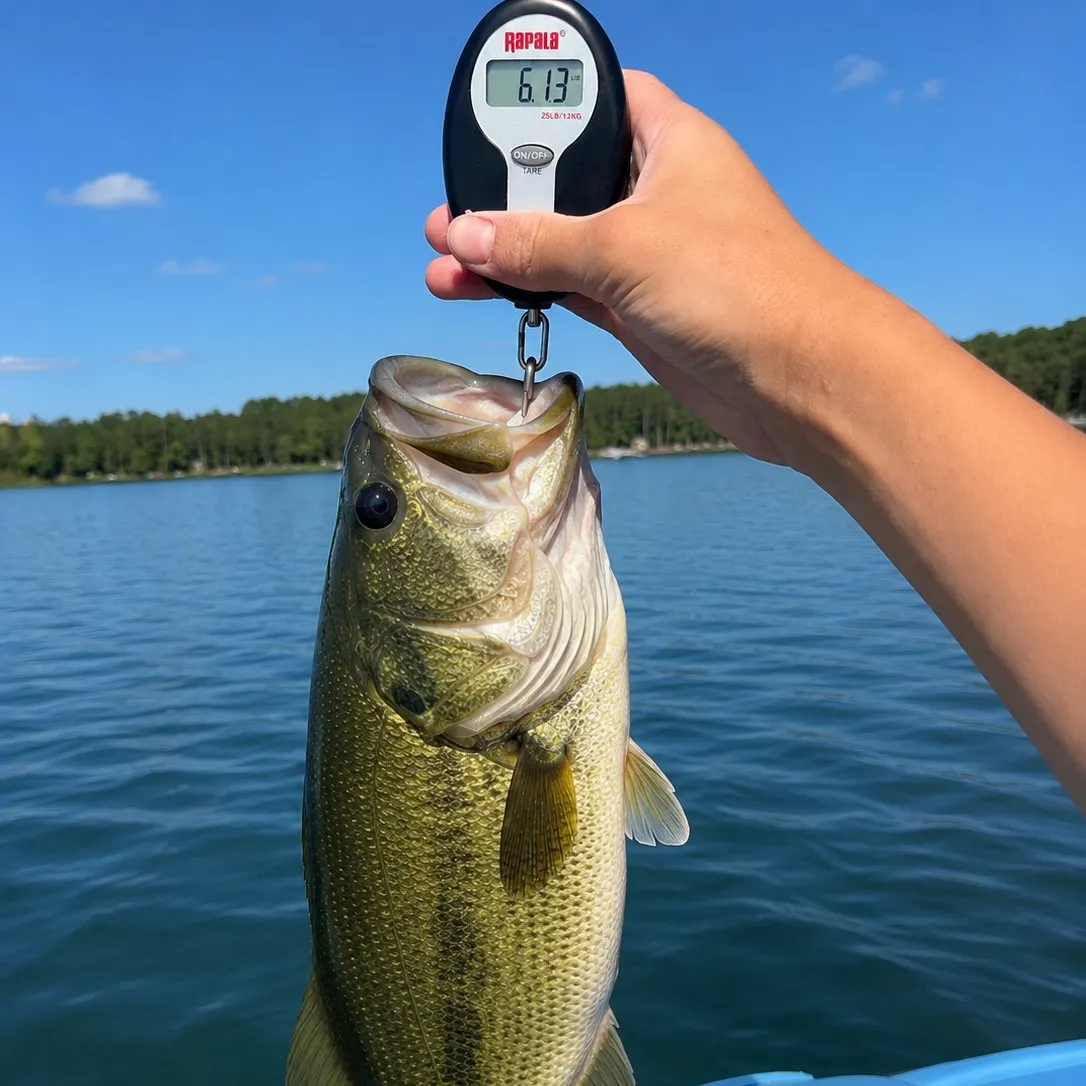 Largemouth bass caught on Fishbrain