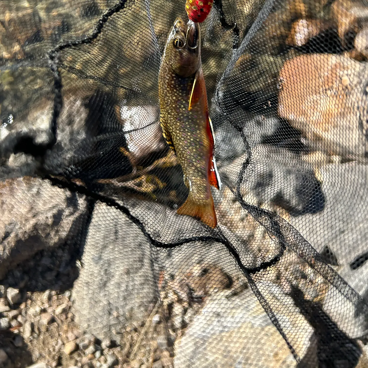 Brook trout caught on Fishbrain