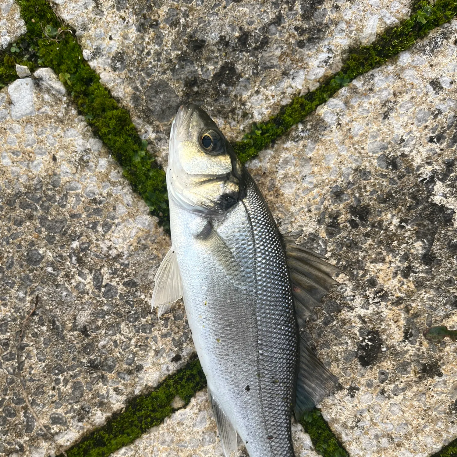 European seabass caught on Fishbrain