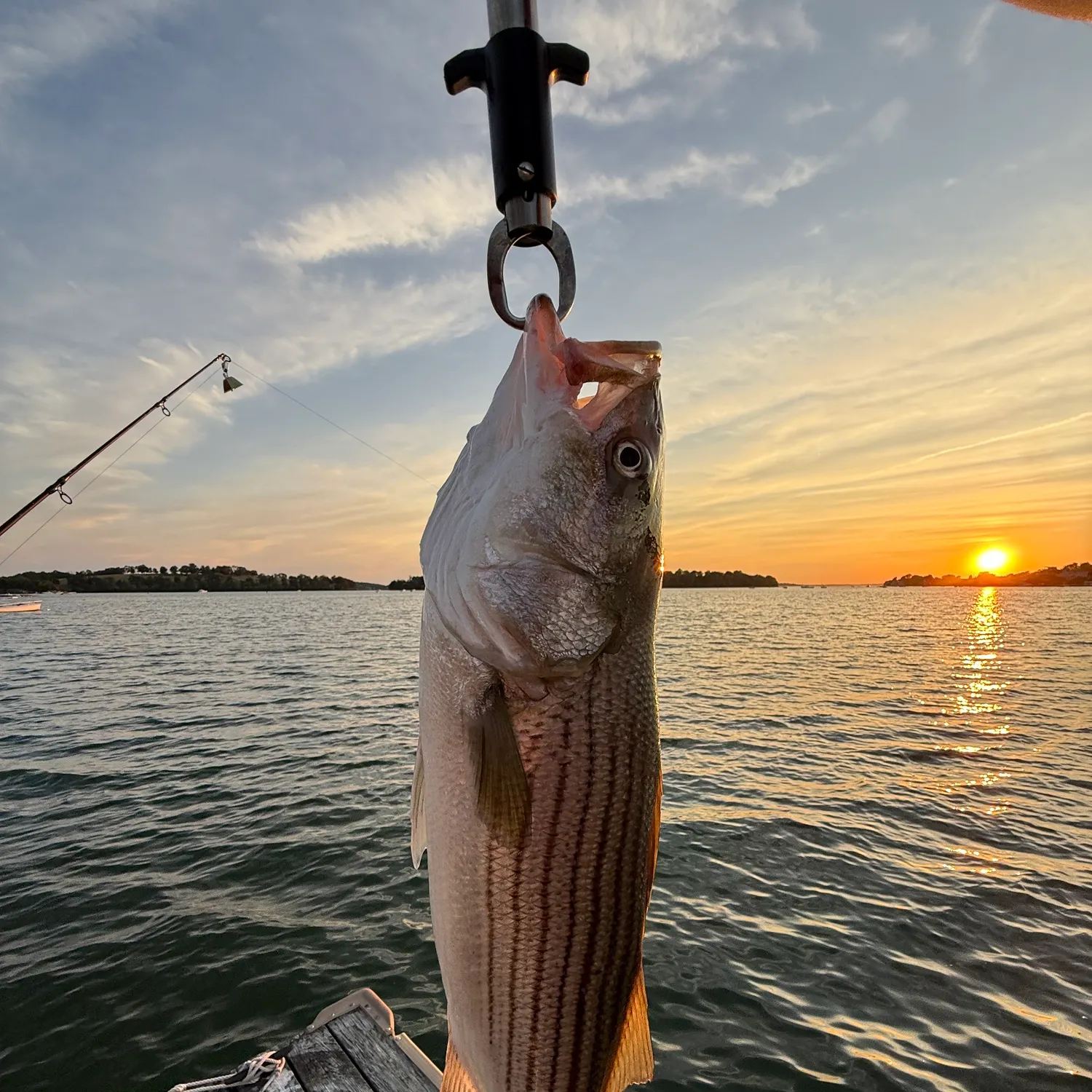 Striped bass caught on Fishbrain