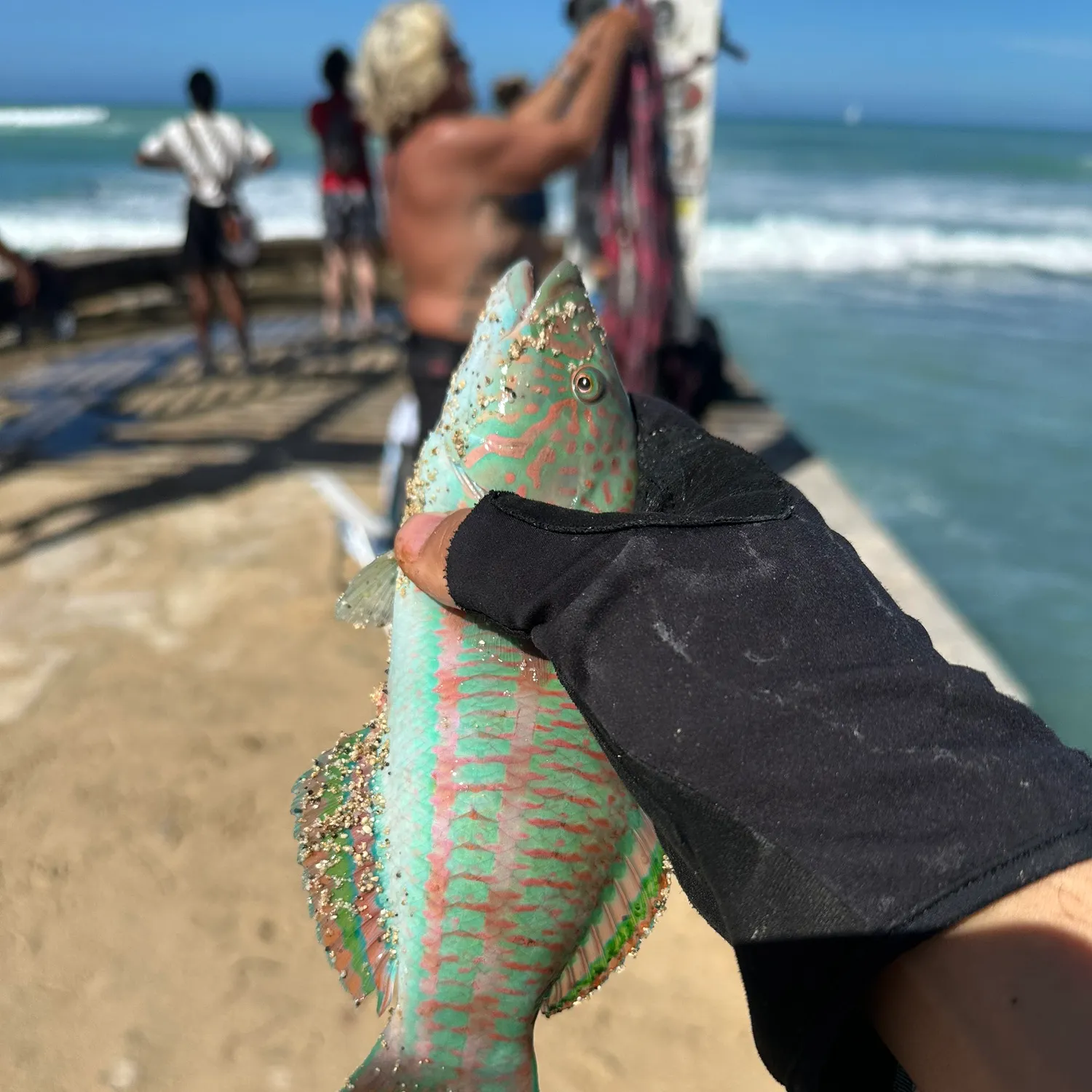 Surge wrasse caught on Fishbrain