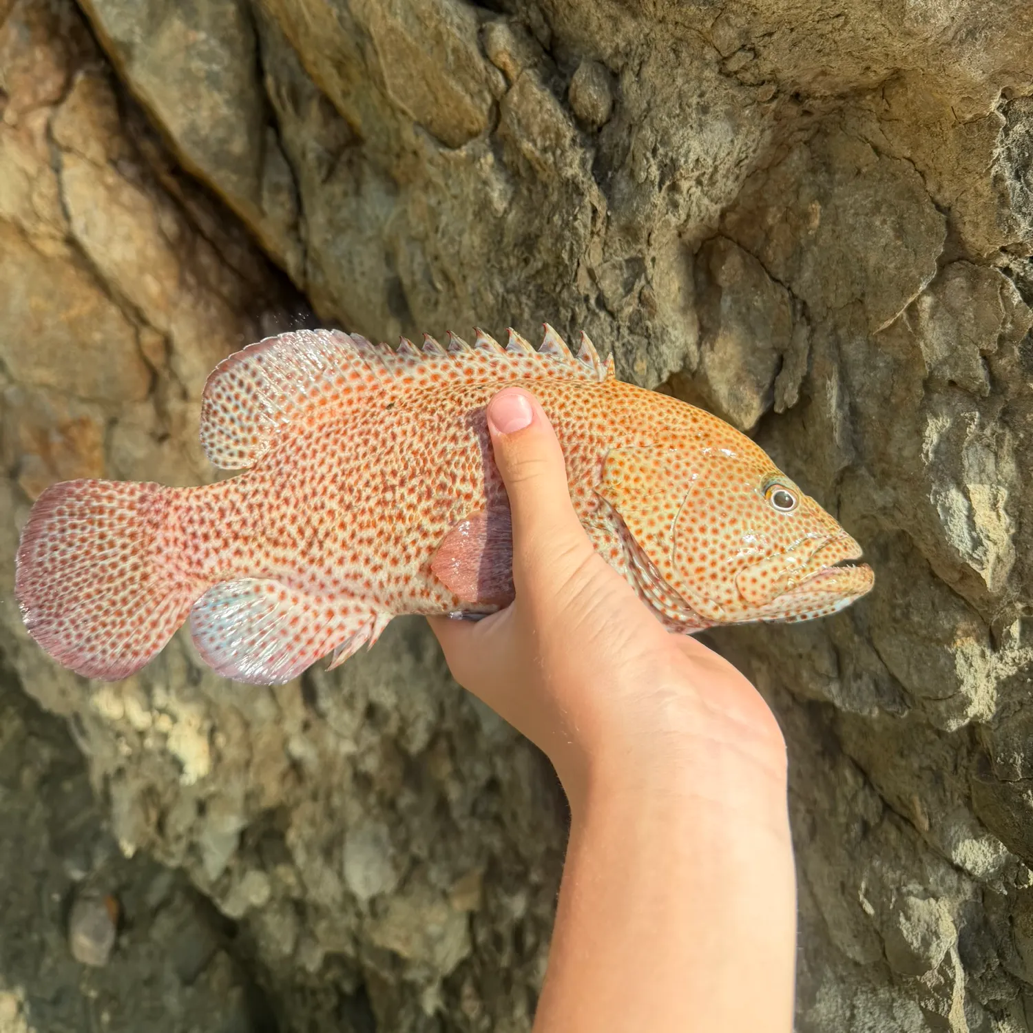 The most recent Graysby grouper catches on Fishbrain