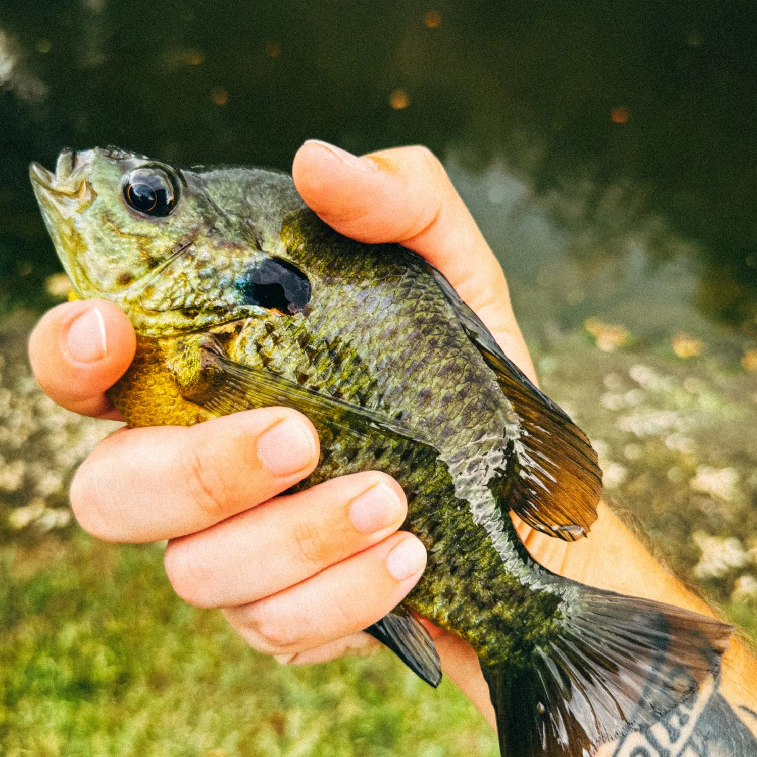 Bluegill caught on Fishbrain