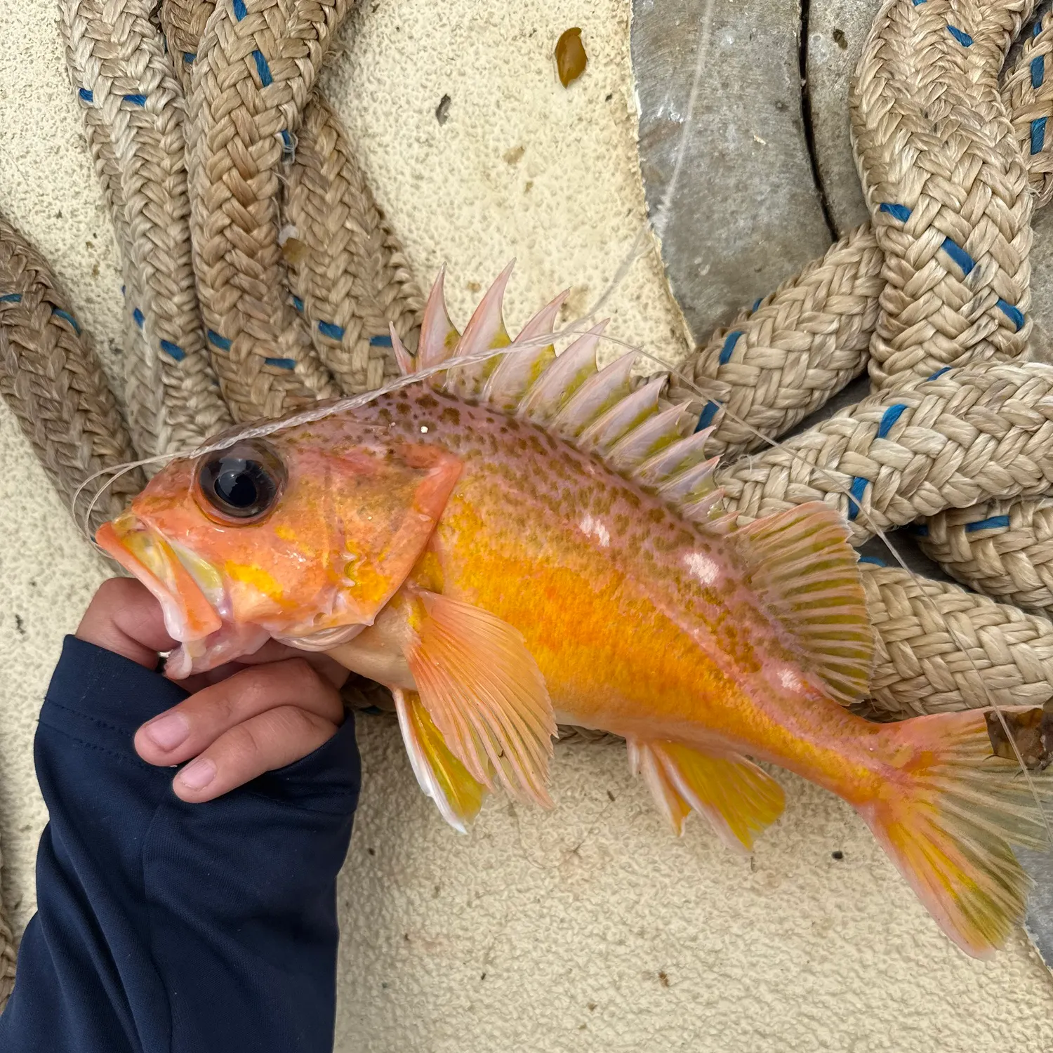 The most recent Rosy rockfish catches on Fishbrain