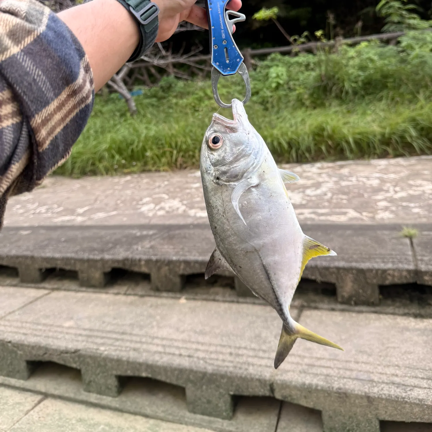 The most recent Bigeye trevally catches on Fishbrain