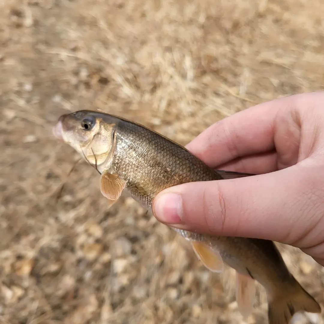 The most recent White sucker catches on Fishbrain