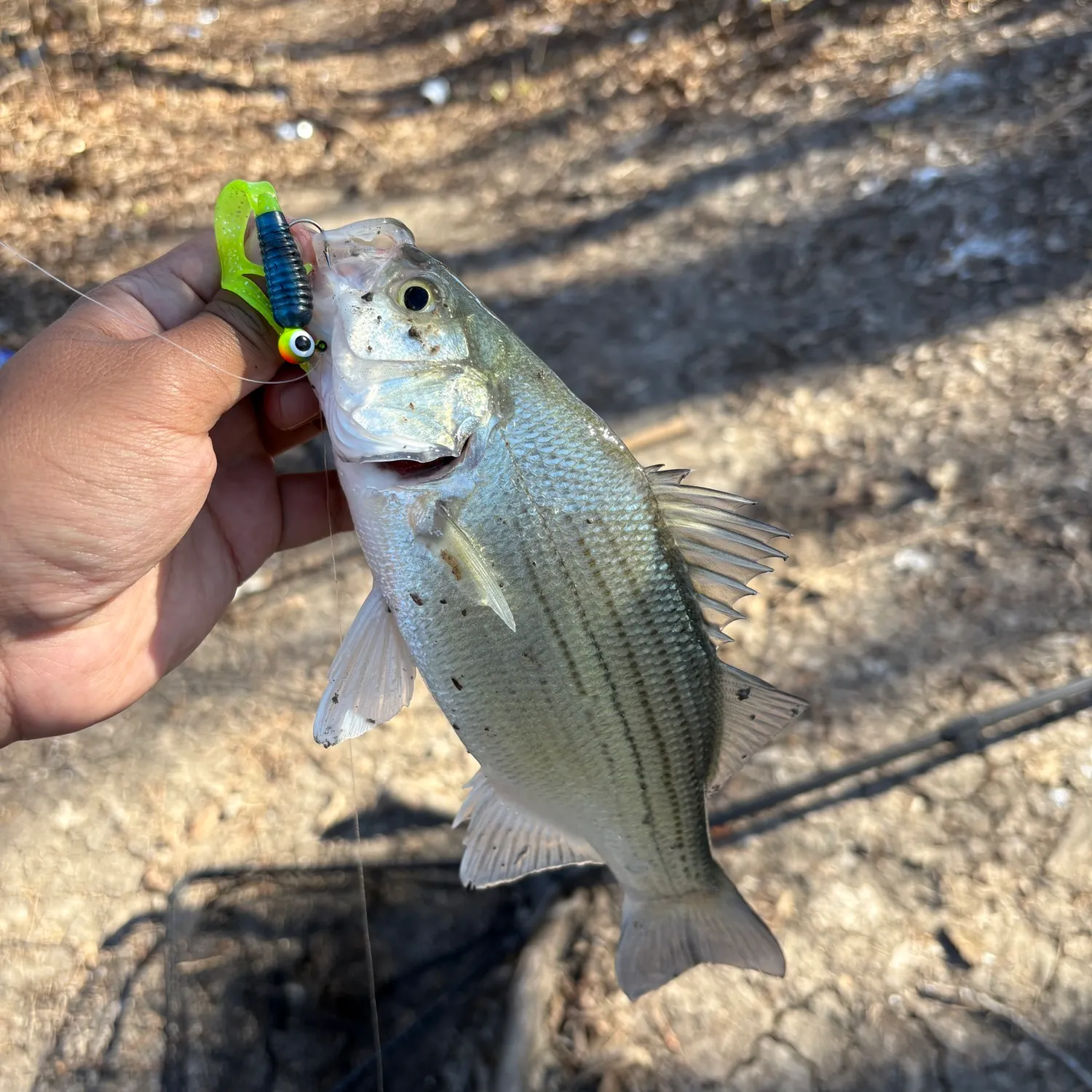 The most recent White bass catches on Fishbrain