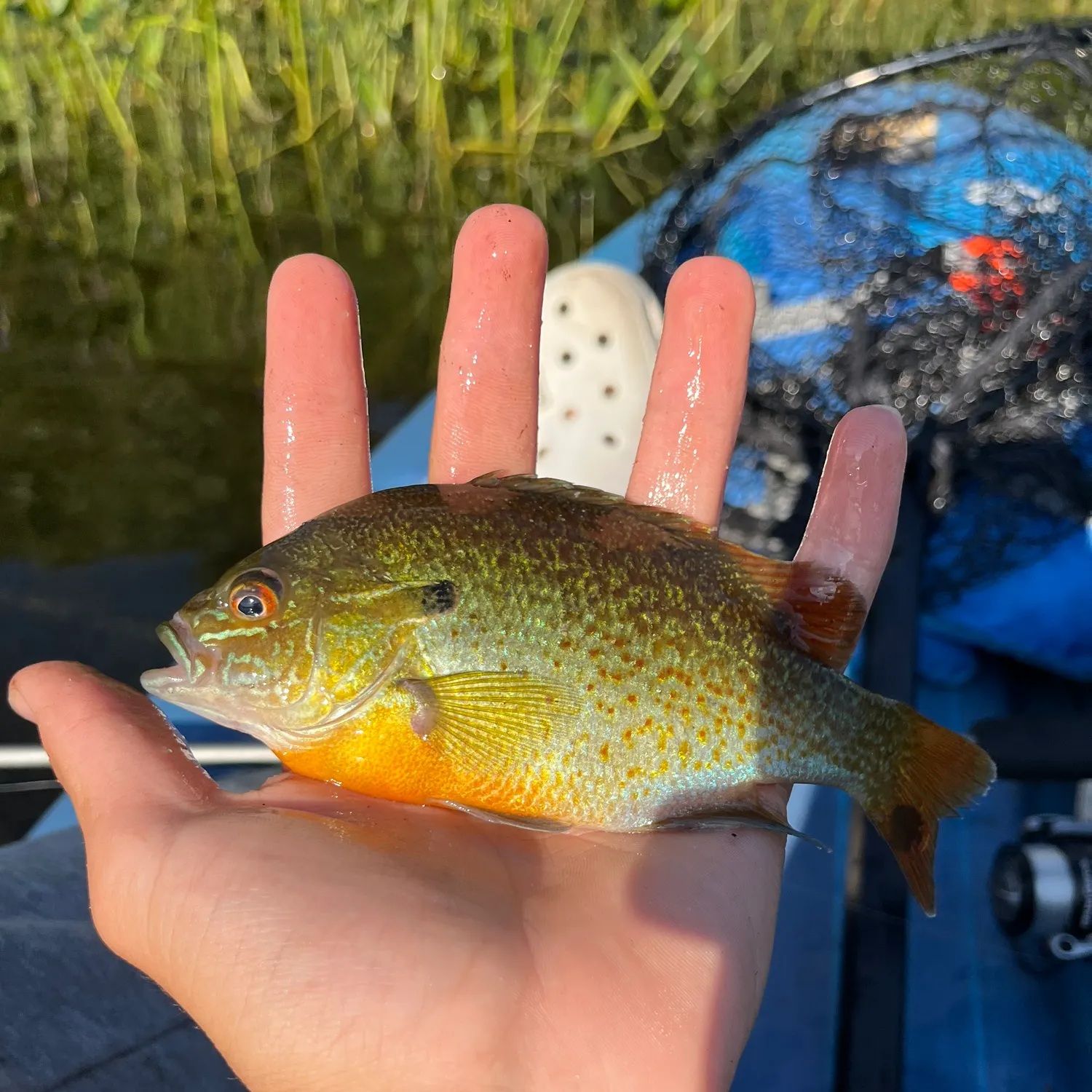The most recent Orangespotted sunfish catches on Fishbrain