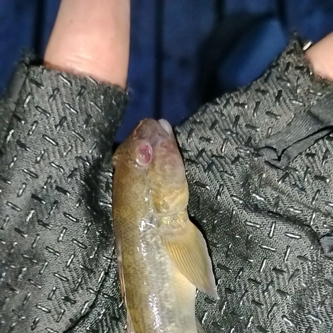 The most recent Black goby catches on Fishbrain