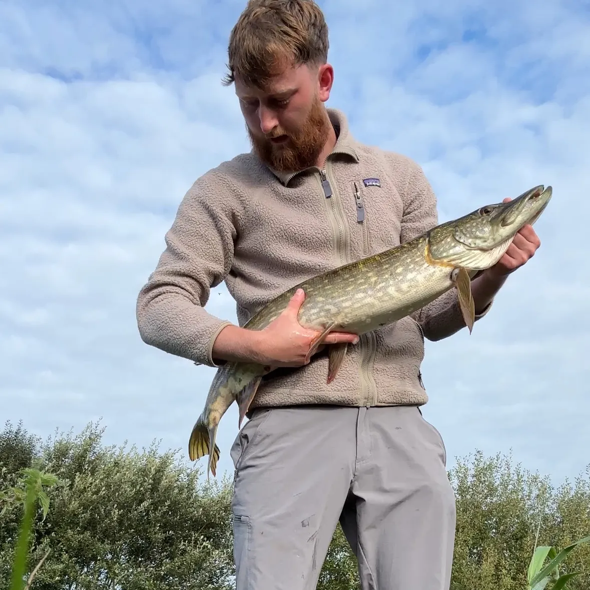 Northern pike caught on Fishbrain