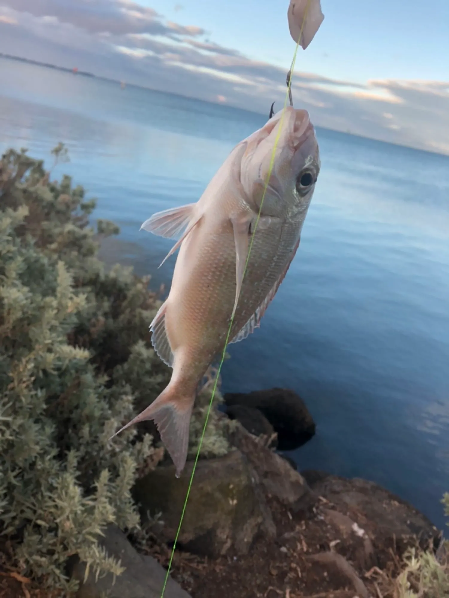 Post image from yorgosaravis