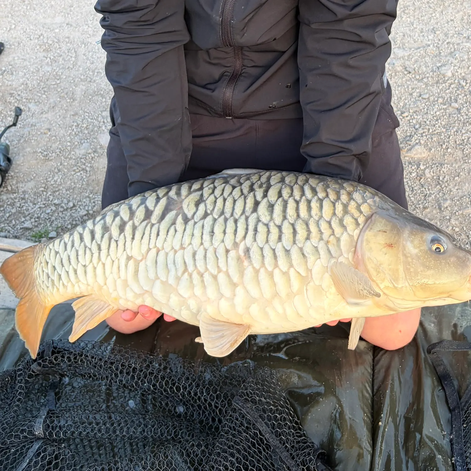 Mirror carp caught on Fishbrain