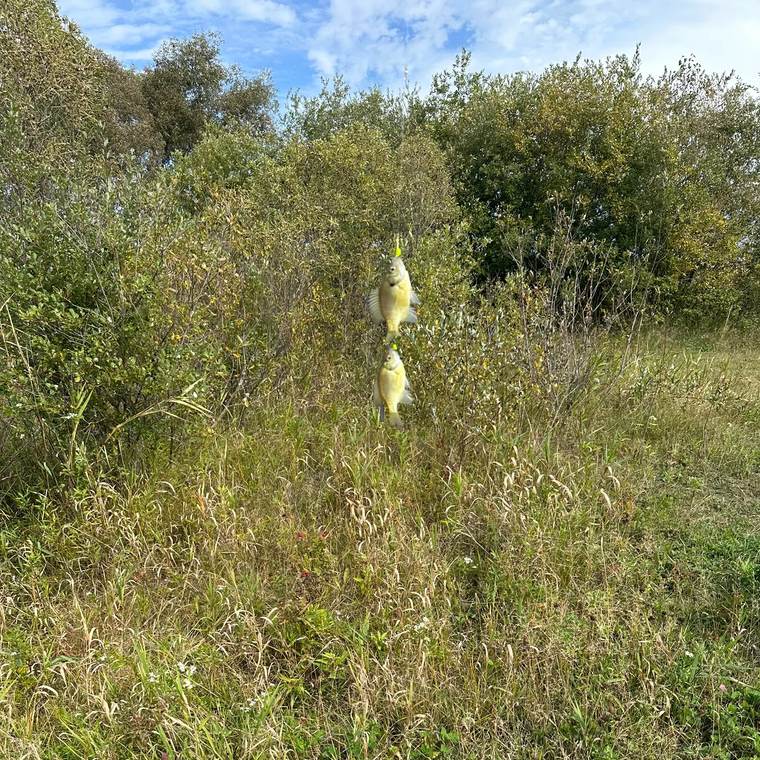 Bluegill caught on Fishbrain