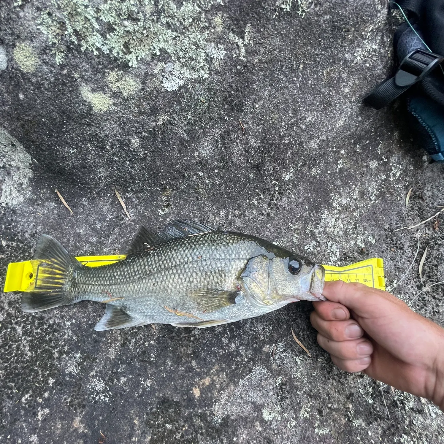 The most recent Australian bass catches on Fishbrain