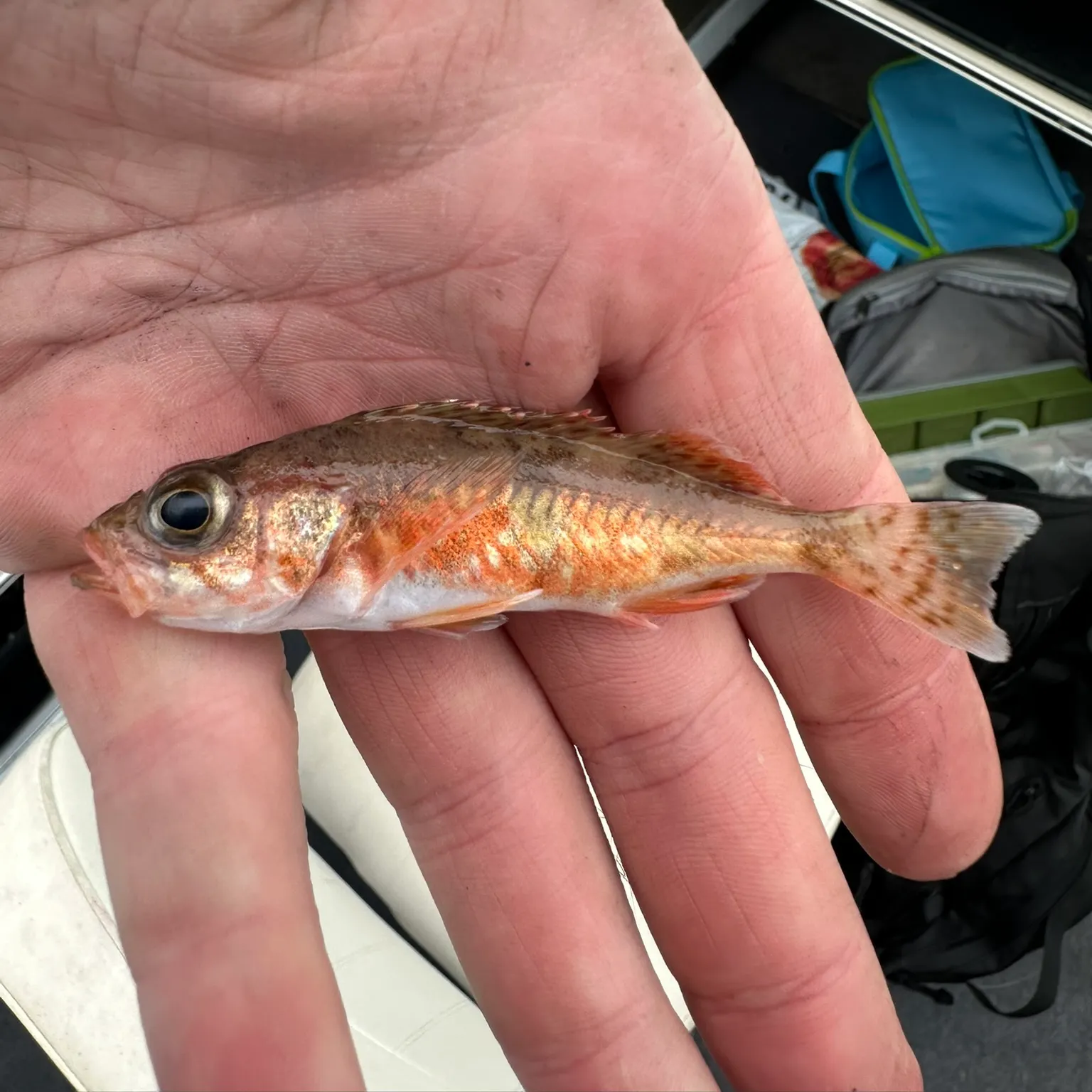 The most recent Halfbanded rockfish catches on Fishbrain
