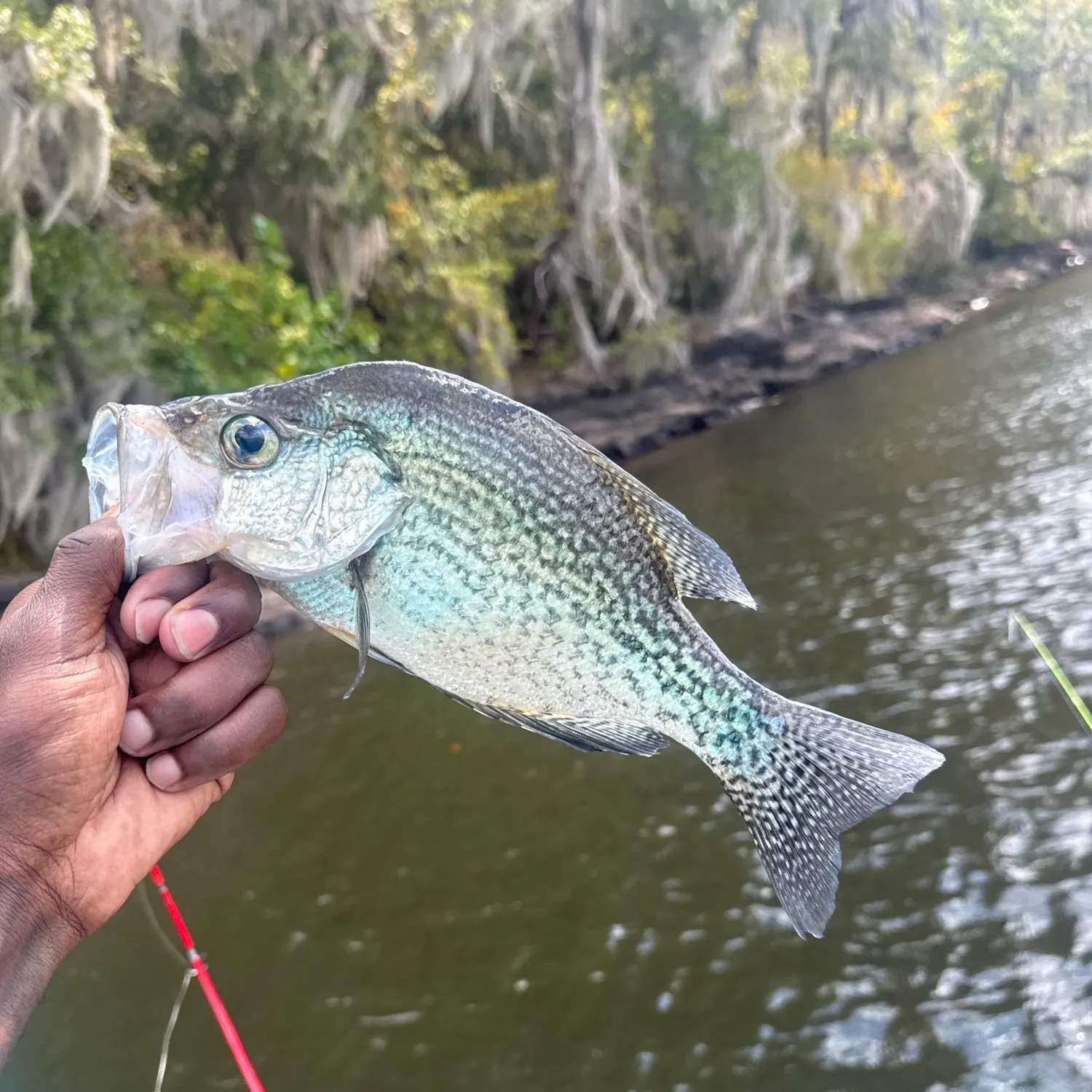White crappie caught on Fishbrain
