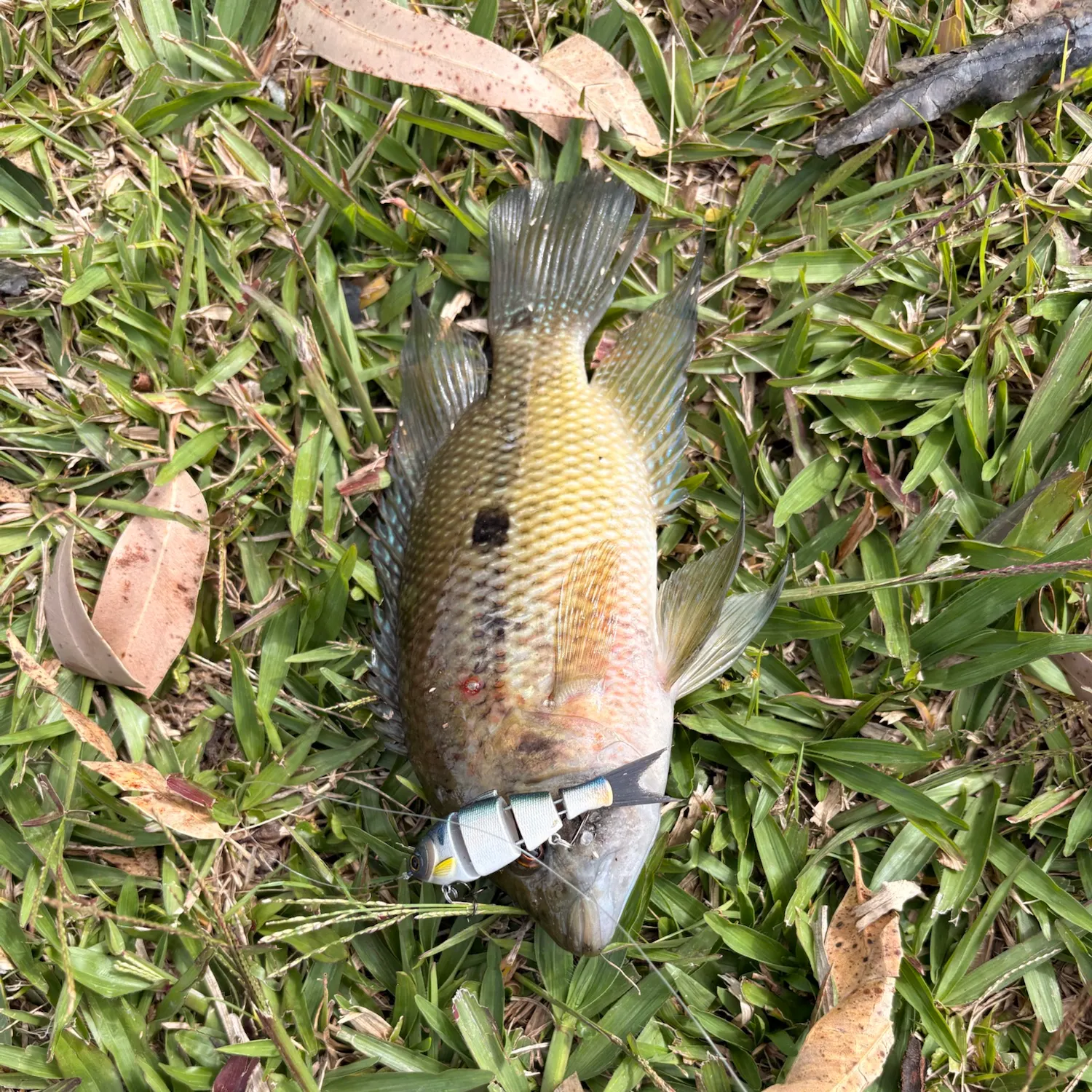 The most recent Turquoise cichlid catches on Fishbrain