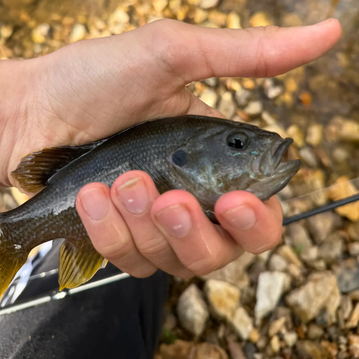 Green sunfish caught on Fishbrain