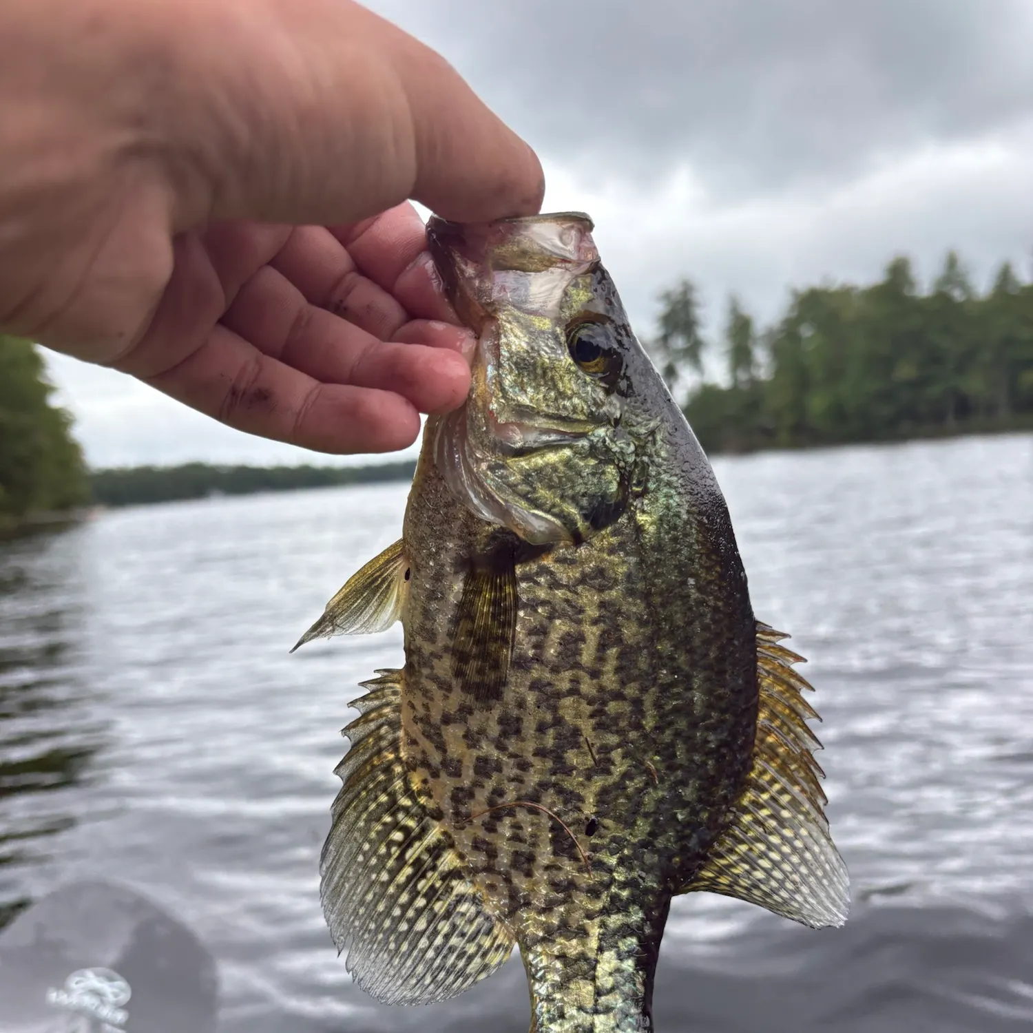 Black crappie caught on Fishbrain
