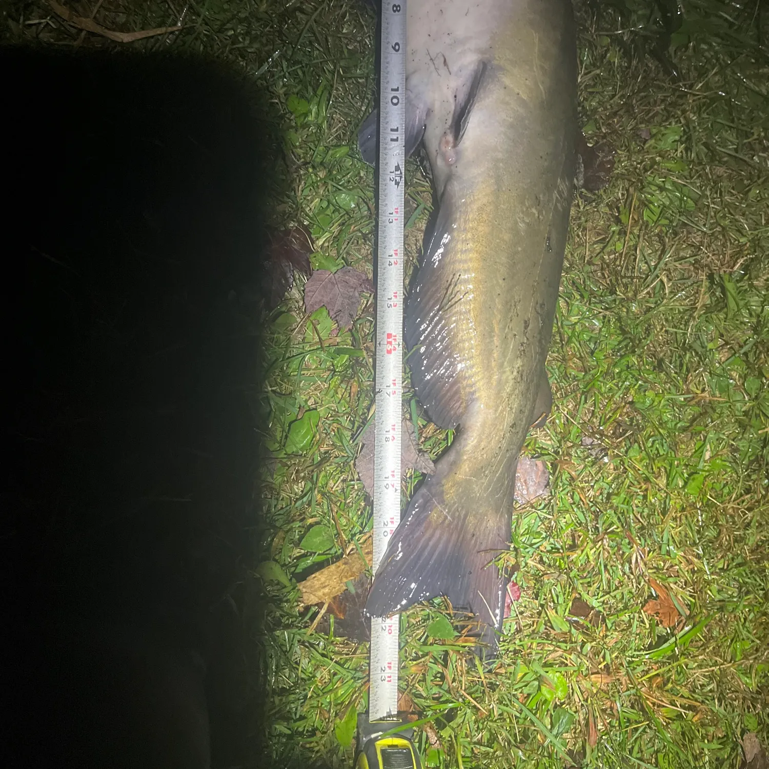 Channel catfish caught on Fishbrain