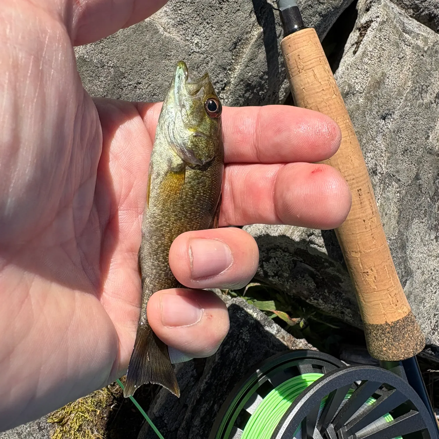 Smallmouth bass caught on Fishbrain
