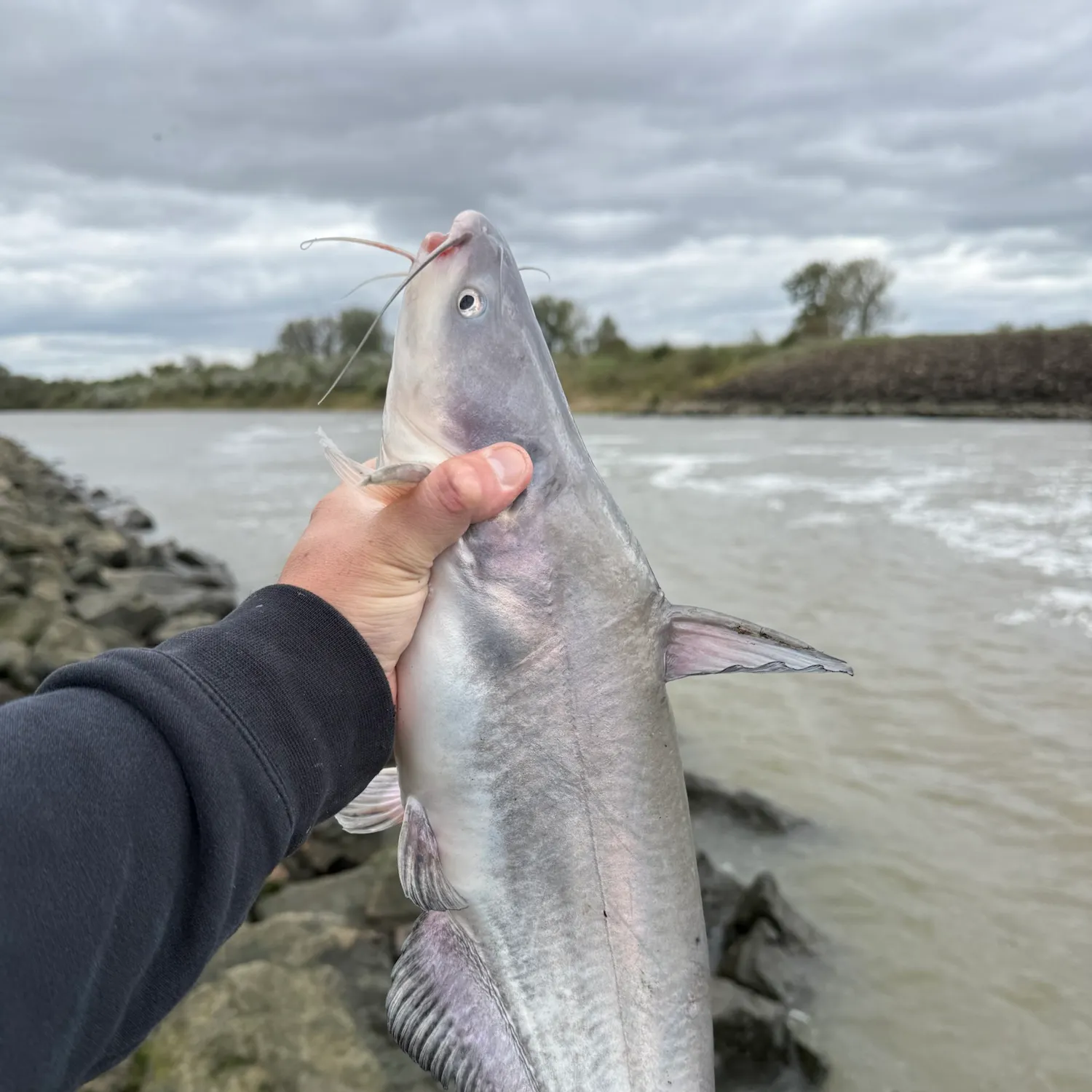 Blue catfish caught on Fishbrain