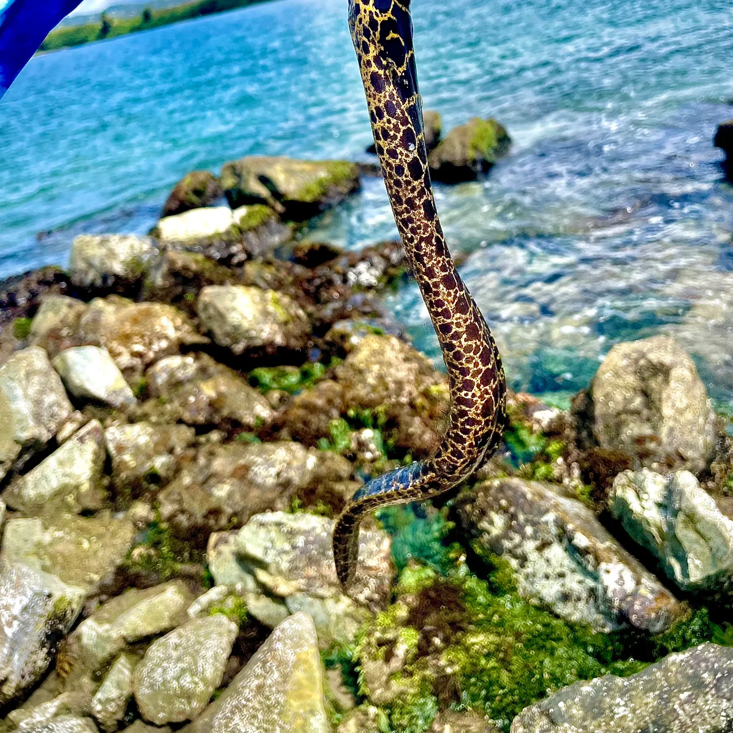The most recent Freckleface reef-eel catches on Fishbrain