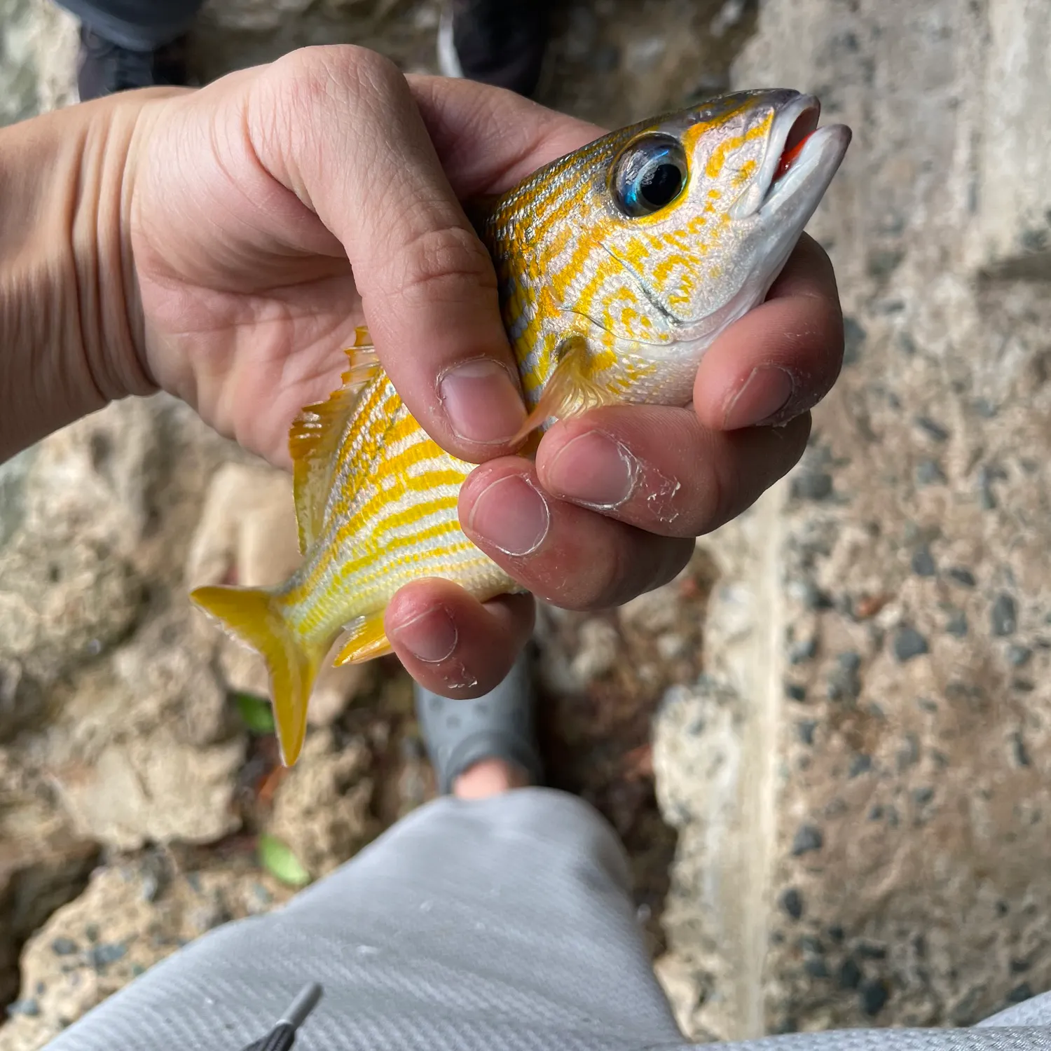 The most recent Yellowtail snapper catches on Fishbrain