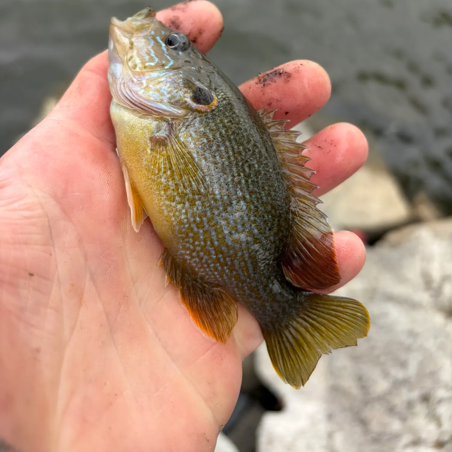 Green sunfish caught on Fishbrain