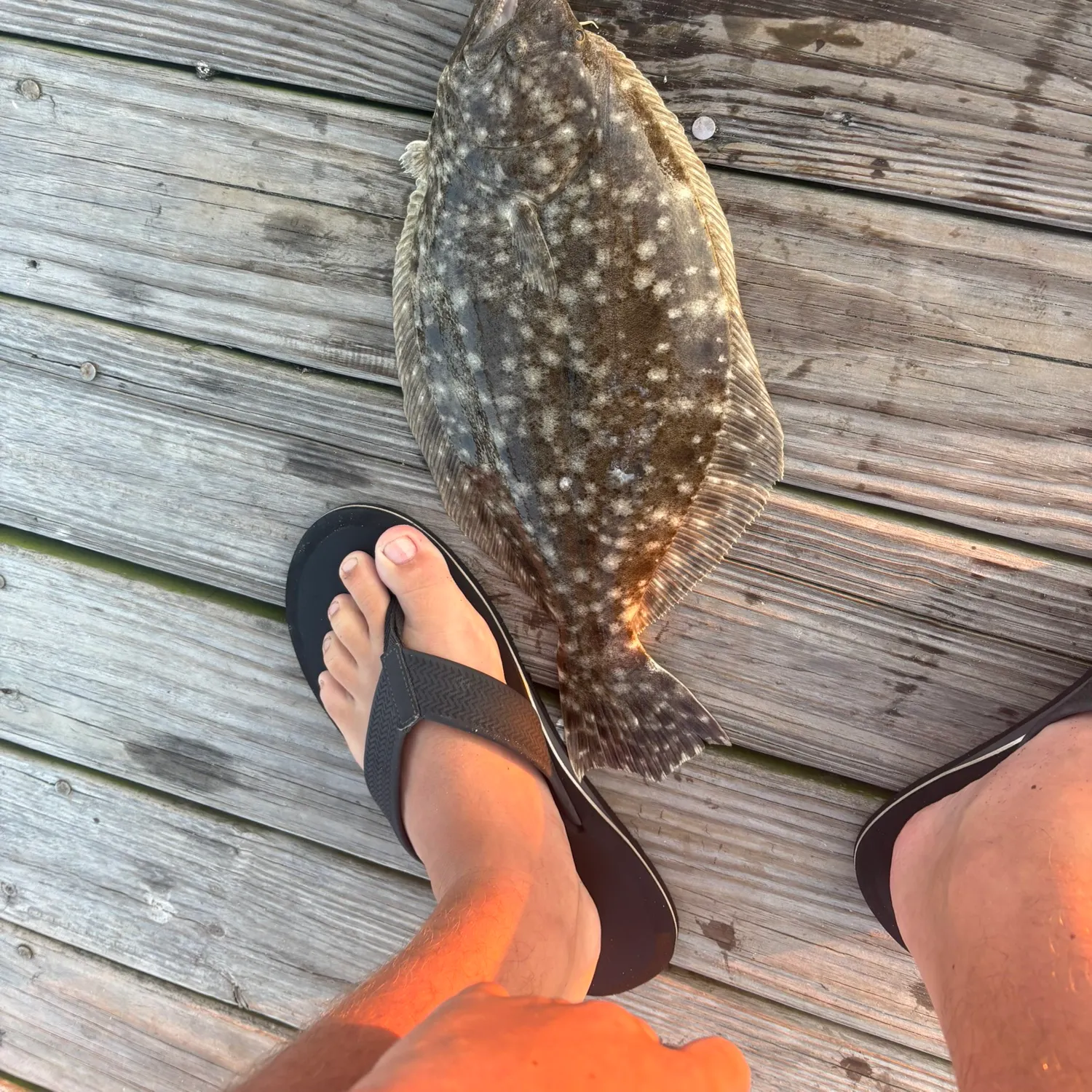 The most recent Southern flounder catches on Fishbrain