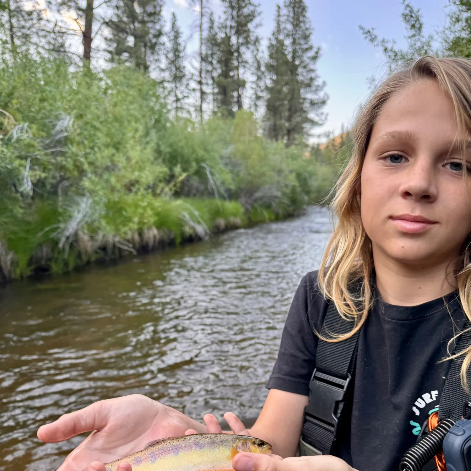 The most recent Golden trout catches on Fishbrain