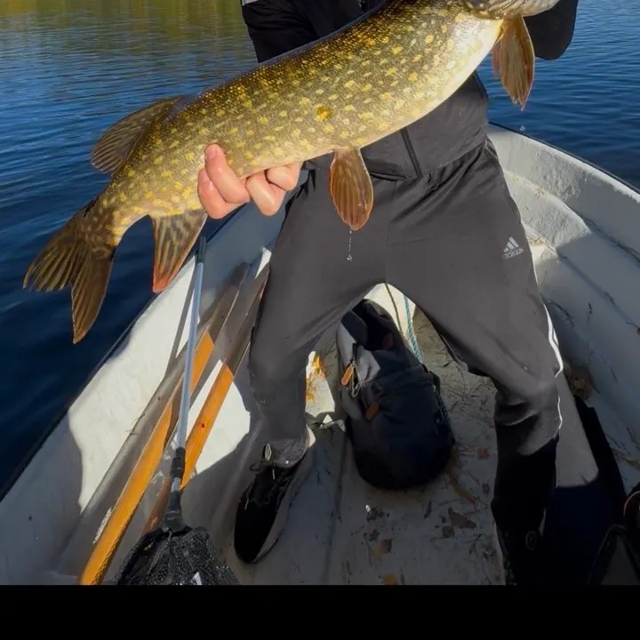 Northern pike caught on Fishbrain