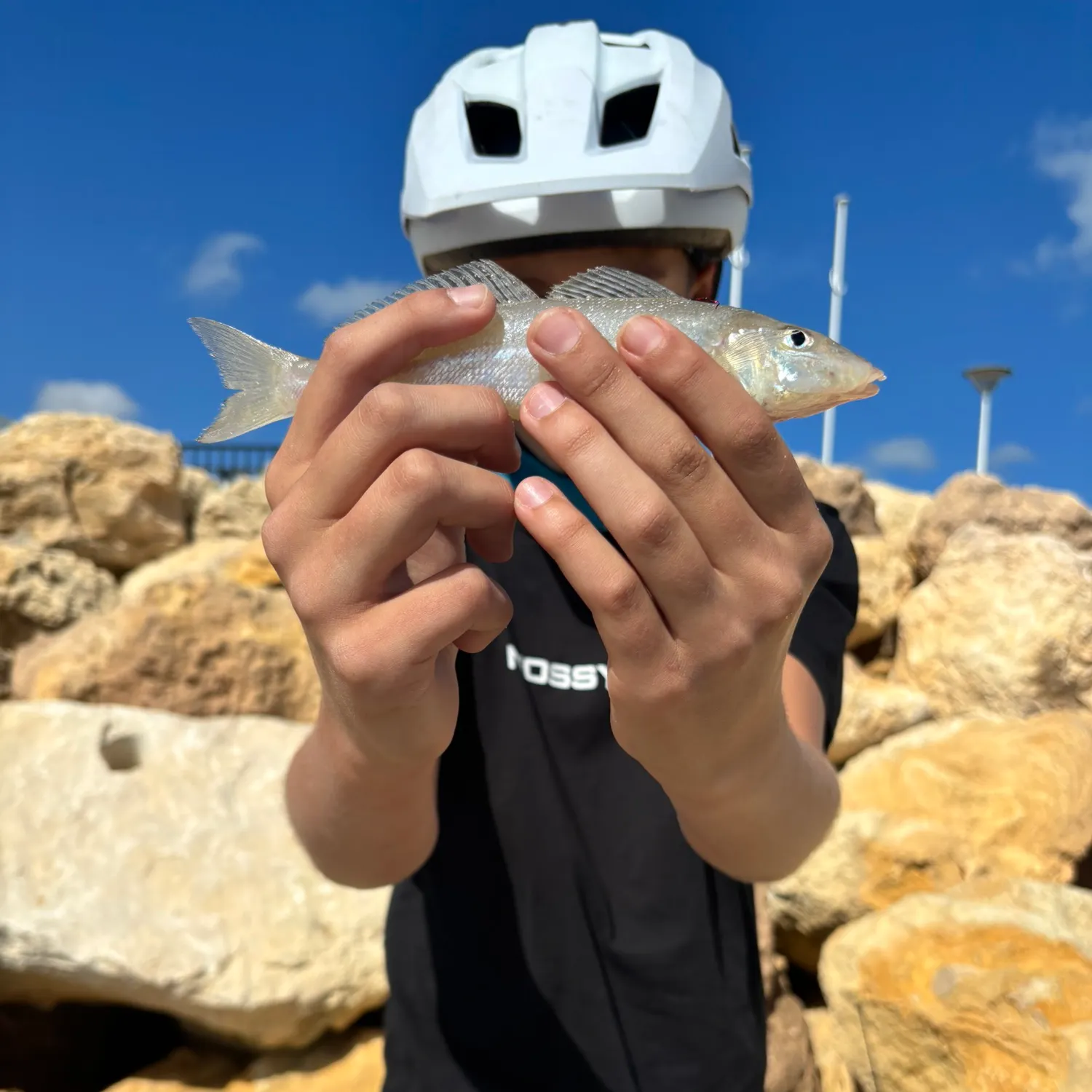 The most recent Sand sillago catches on Fishbrain